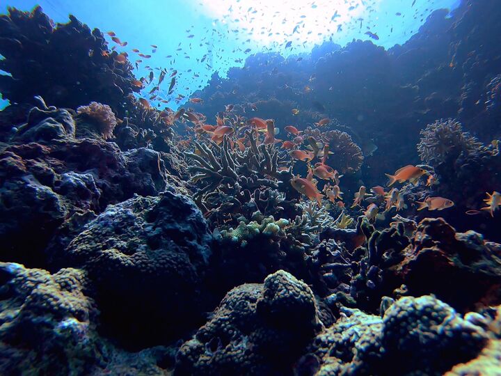 The biodiversity is very important for marine ecosystems.