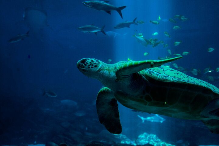 The turtle and fish live in the hydrosphere.