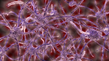 Nerve cells have specialized functions in cellular communication.