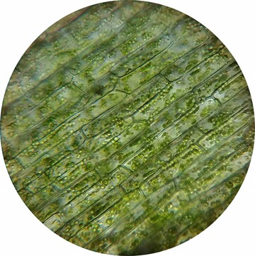 Plant cells have distinct features visible under a microscope.